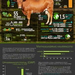 Statistiken bakom Cowspiracy